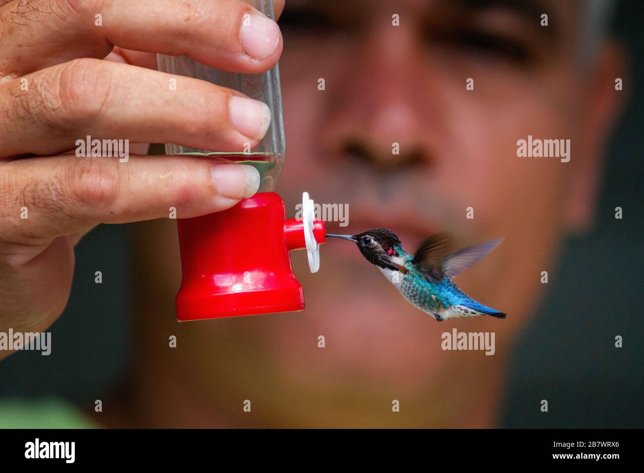 Lo stupefacente hummingbird dell'ape (Melisuga helenae) attratto ad un alimentatore del nettare che è tenuto da una persona, Parco Nazionale di Zapata, Cuba Foto Stock