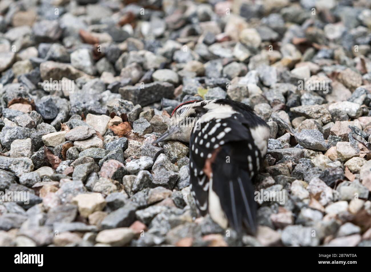 Dead Grande picchio macchiato Dendrocopos maggiore su ghiaia drive. Ucciso dopo aver colpito una finestra domestica. Foto Stock