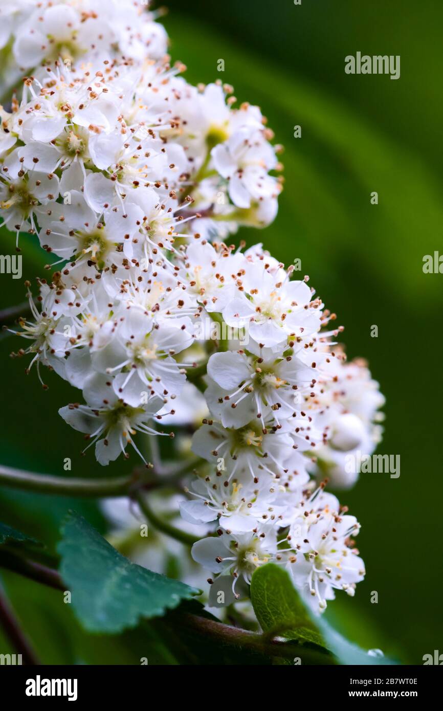 Rowan o cenere di montagna Sorbus aucuparia fiori bianchi Foto Stock