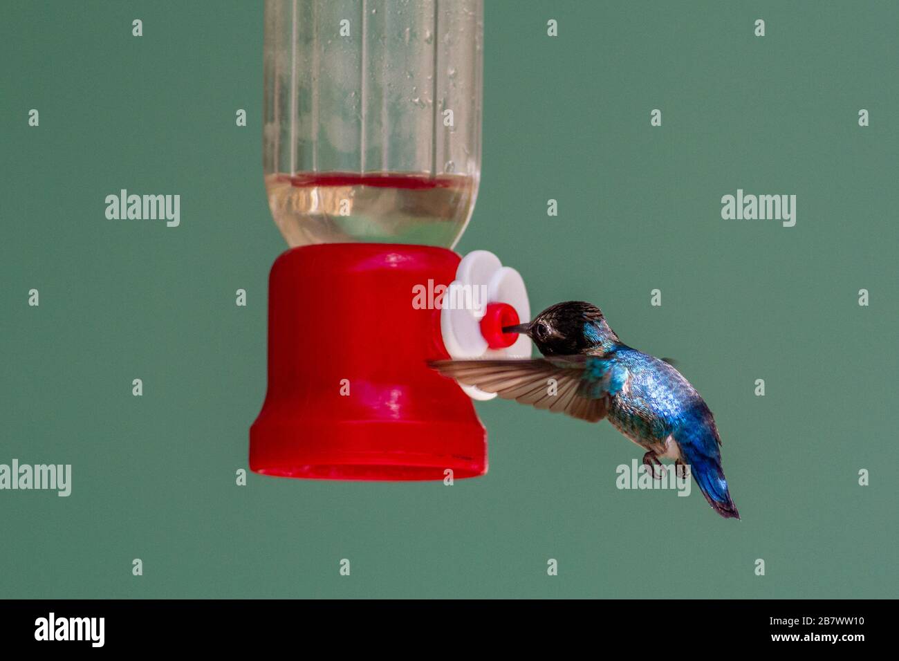 Foto isolata dello stupendo colibrì di api (Melisuga helenae) attratto da un alimentatore di nettare, Parco Nazionale Zapata, Cuba Foto Stock