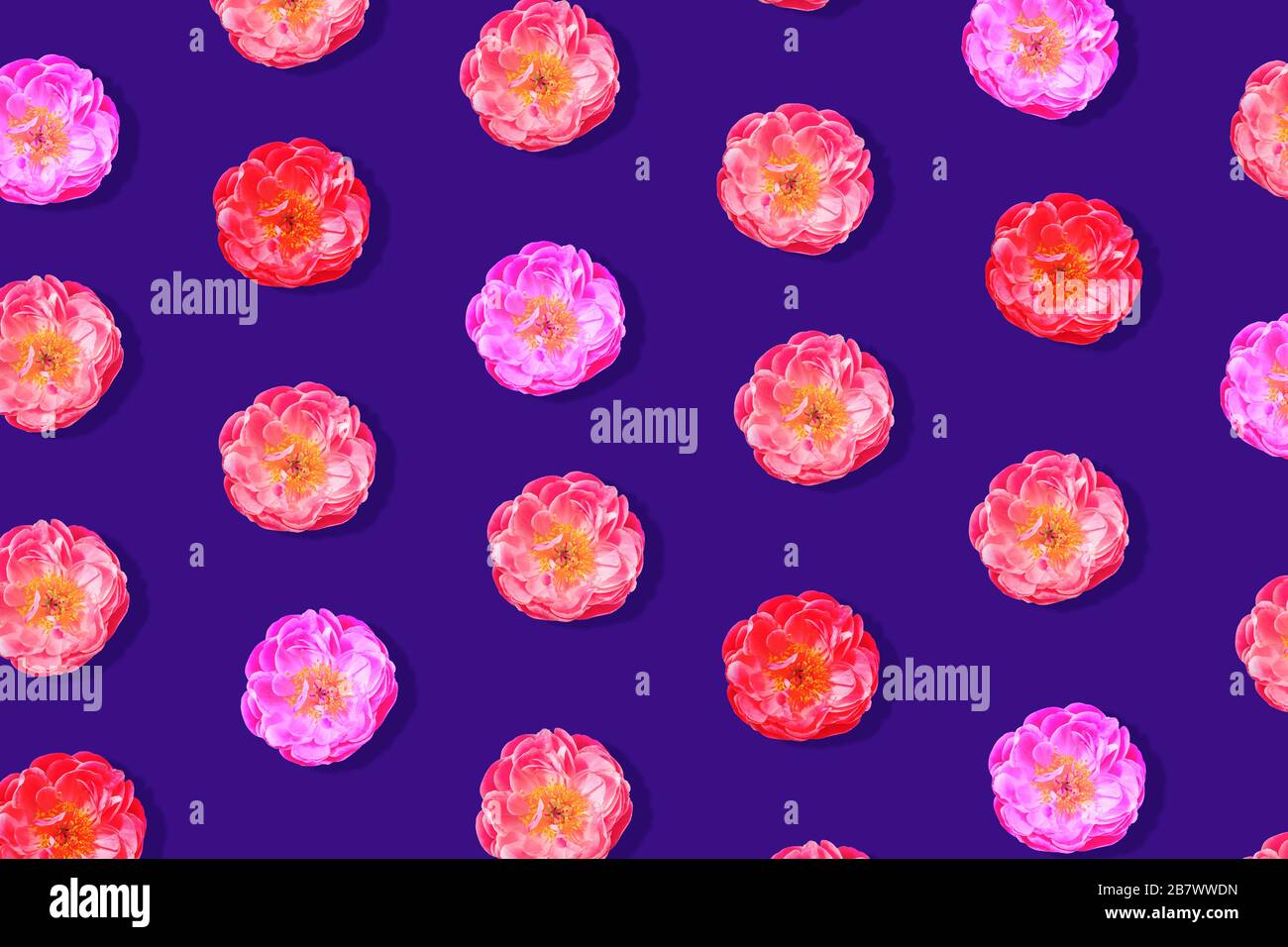 Bellissimo motivo di peonie colorate su sfondo blu. Il concetto di imballaggio, stampa, tessuto, tessile Foto Stock