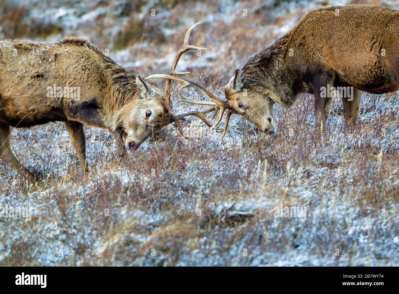 Maschio cervo rosso Cervus elaphus stags negli altopiani invernali della Scozia Foto Stock
