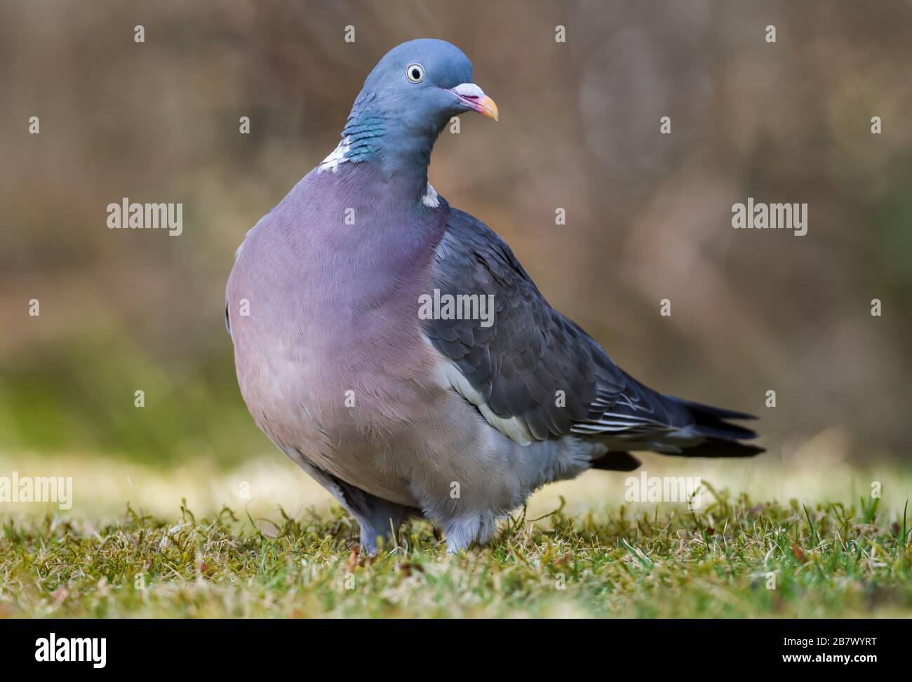 Piccione di legno comune adulto Columba palumbus sul terreno Highlands della Scozia Foto Stock
