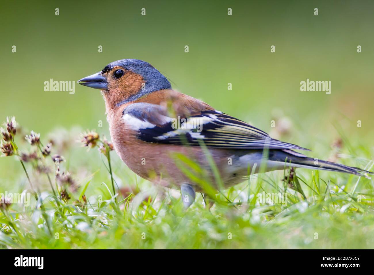 Chaffich Frigilla, uomo adulto, si trova sulle Highlands scozzesi Foto Stock