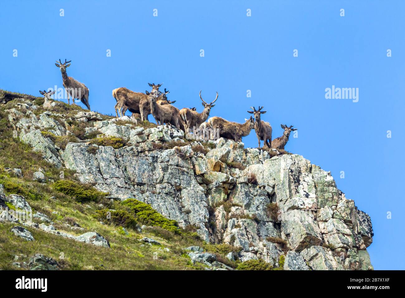 Cervi rossi cervi elafus alcuni con una nuova crescita di corna in piedi su uno sperone roccioso sul lato di una montagna nelle Highlands della Scozia Foto Stock
