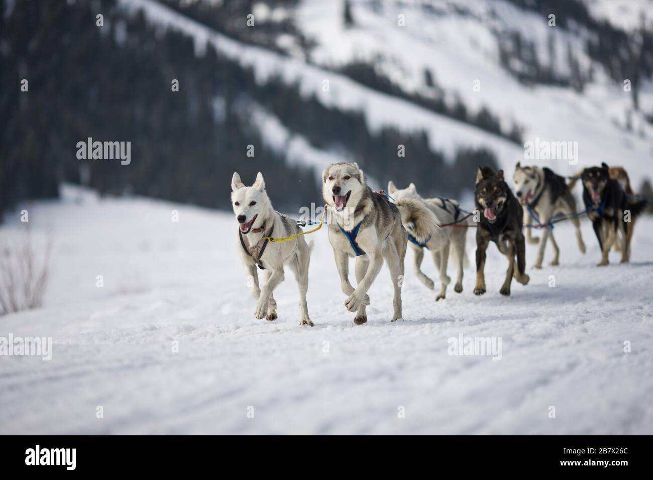 Pacchetto di cani da lavoro che attraversano un paesaggio innevato. Foto Stock