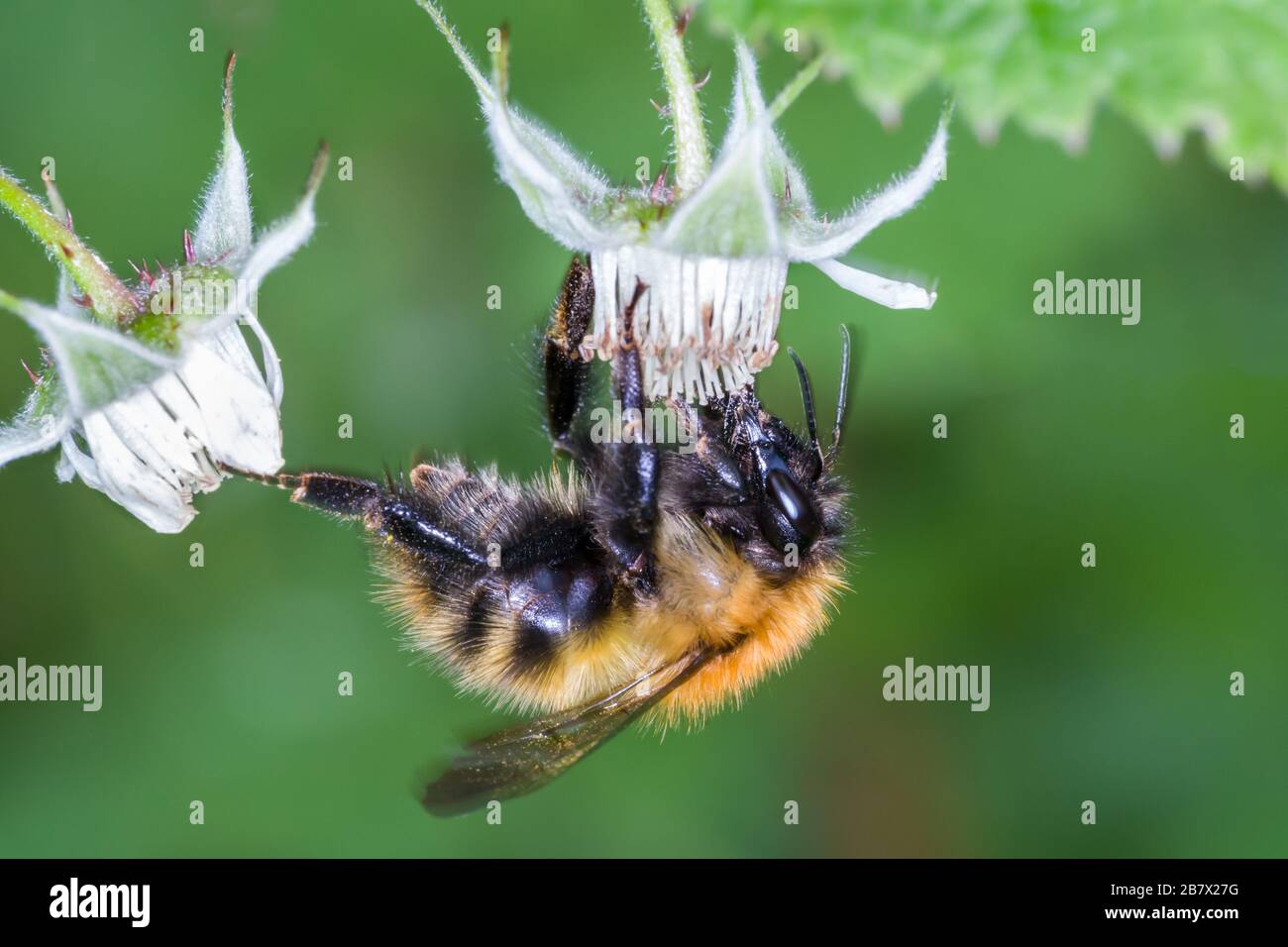 Muschio carder ape Bombus muscorum bumblebee alimentazione su fiori di lampone selvatico Highlands della Scozia Foto Stock