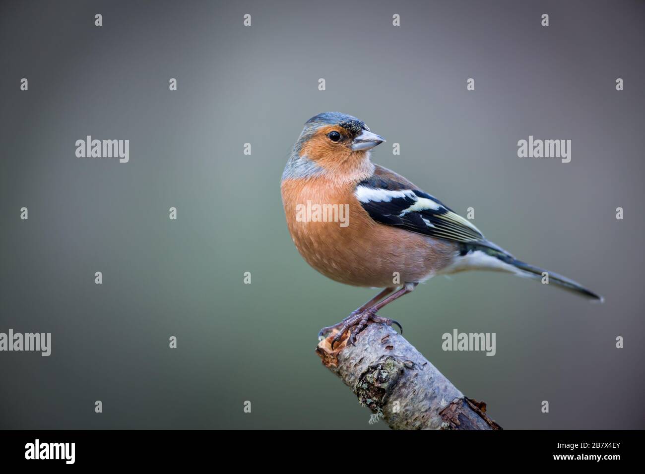 Maschio Chaffich Frigilla coelebs sul ramo Foto Stock