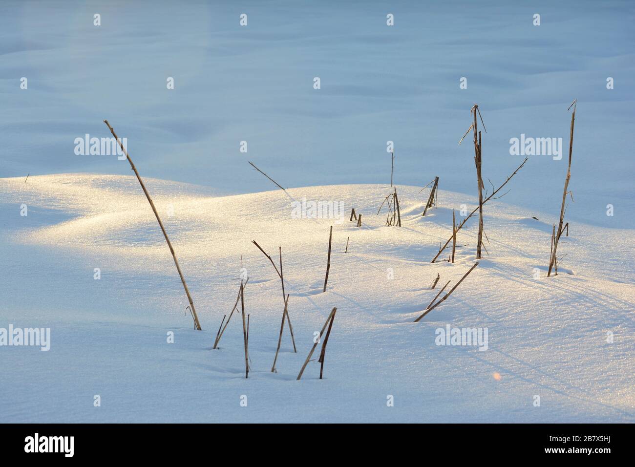 Mattina luce dorata sbirciando attraverso stocchi asciutti di erbacce nella neve d'inverno Foto Stock