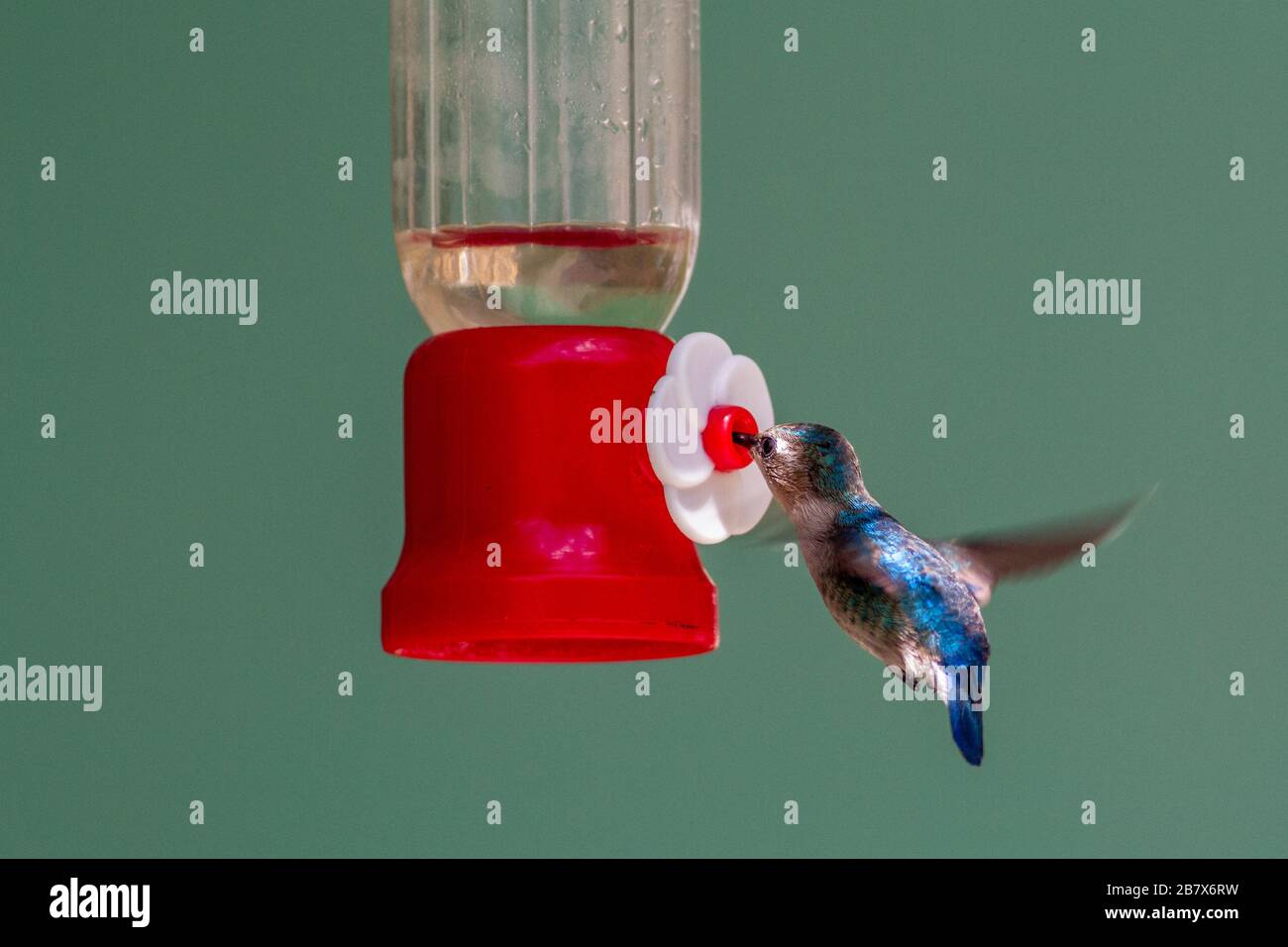 Foto isolata dello stupendo uccello hummingbird dell'ape (Melisuga helenae) (femmina) attratto da un alimentatore di nettare, Parco Nazionale Zapata, Cuba Foto Stock