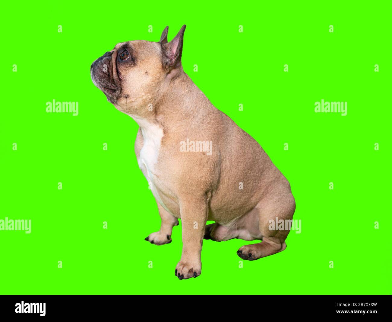 Carino cane bulldog francese su croma chiave verde schermo profilo laterale Foto Stock