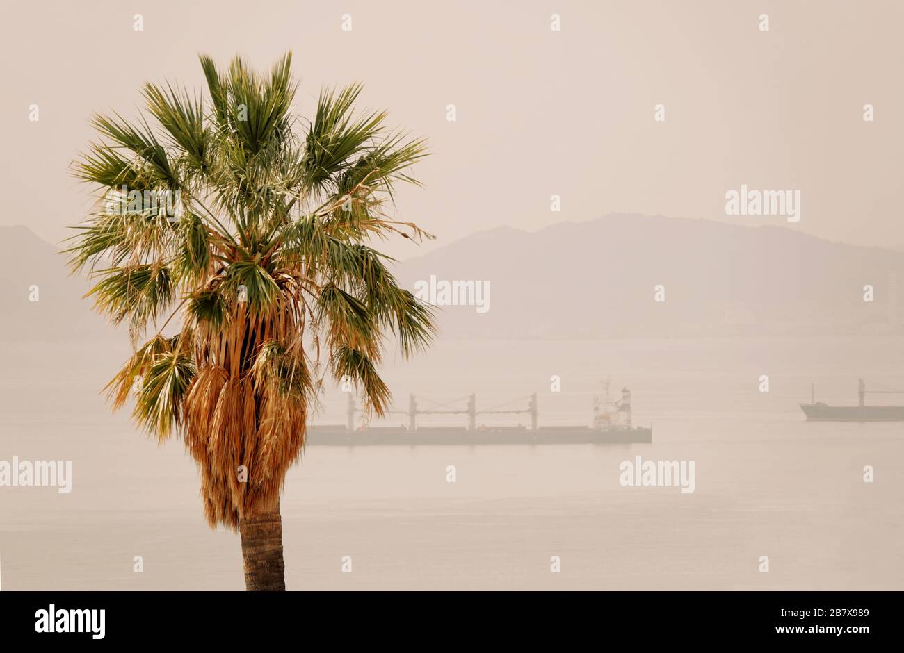 una palma con alcune navi da carico sullo sfondo in una giornata di sole Foto Stock