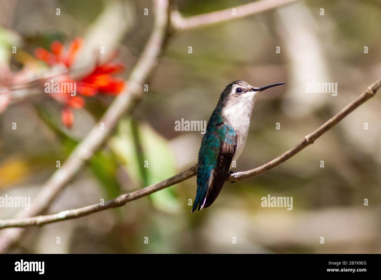 Lo stupefacente hummingbird dell'ape (Melisuga helenae) attratto ad un alimentatore del nettare che è tenuto da una persona, Parco Nazionale di Zapata, Cuba Foto Stock