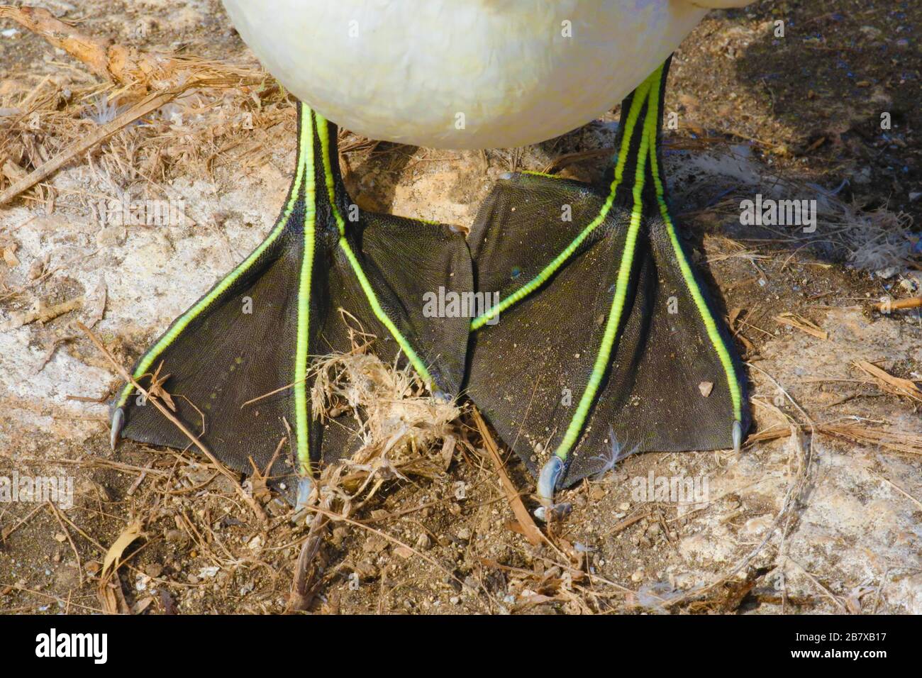 Piedi della gannetta australiana, Nuova Zelanda Foto Stock