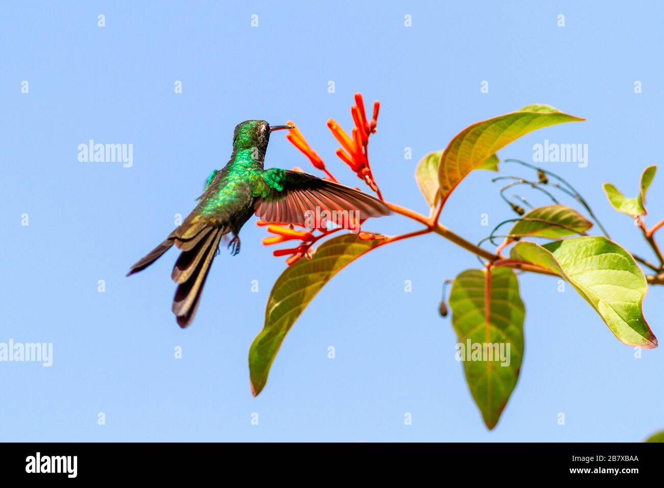 Un colibrì smeraldo cubano adulto selvatico, Chlorostilbon ricordii, volando verso fiori d'arancio per il nettare, mostrando il suo piumaggio mozzafiato, Zapata Natione Foto Stock