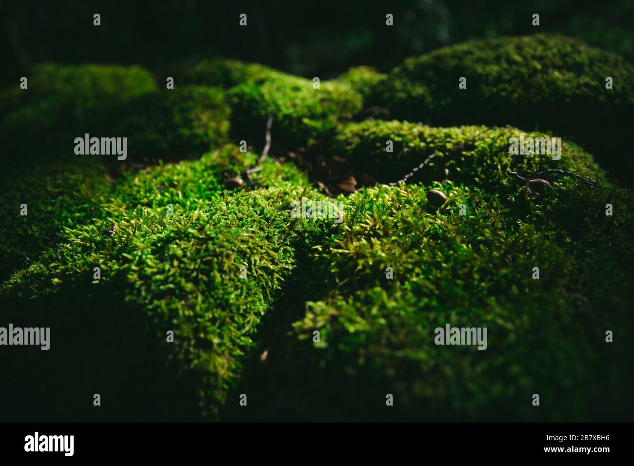 Flowerless Mosses Verde su pietre del fiume in una foresta Foto Stock