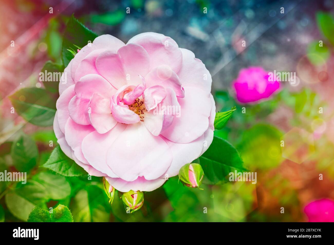 Splendida rosa rosa in un giardino fiorito. Spazio di copia Foto Stock