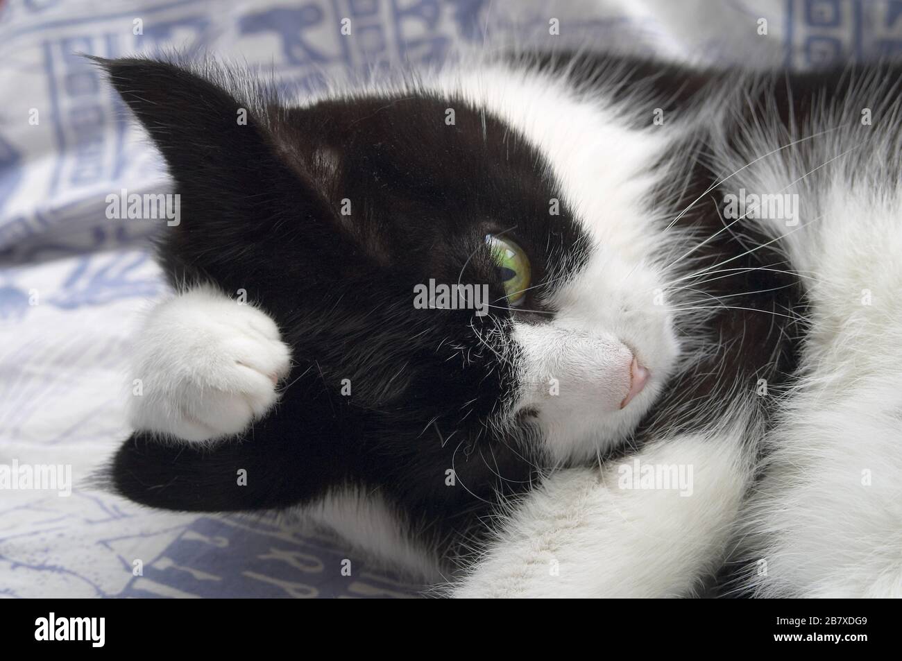 Gatto bianco e nero adulto (Felis catus) grooming con una zampa sopra il suo orecchio Foto Stock