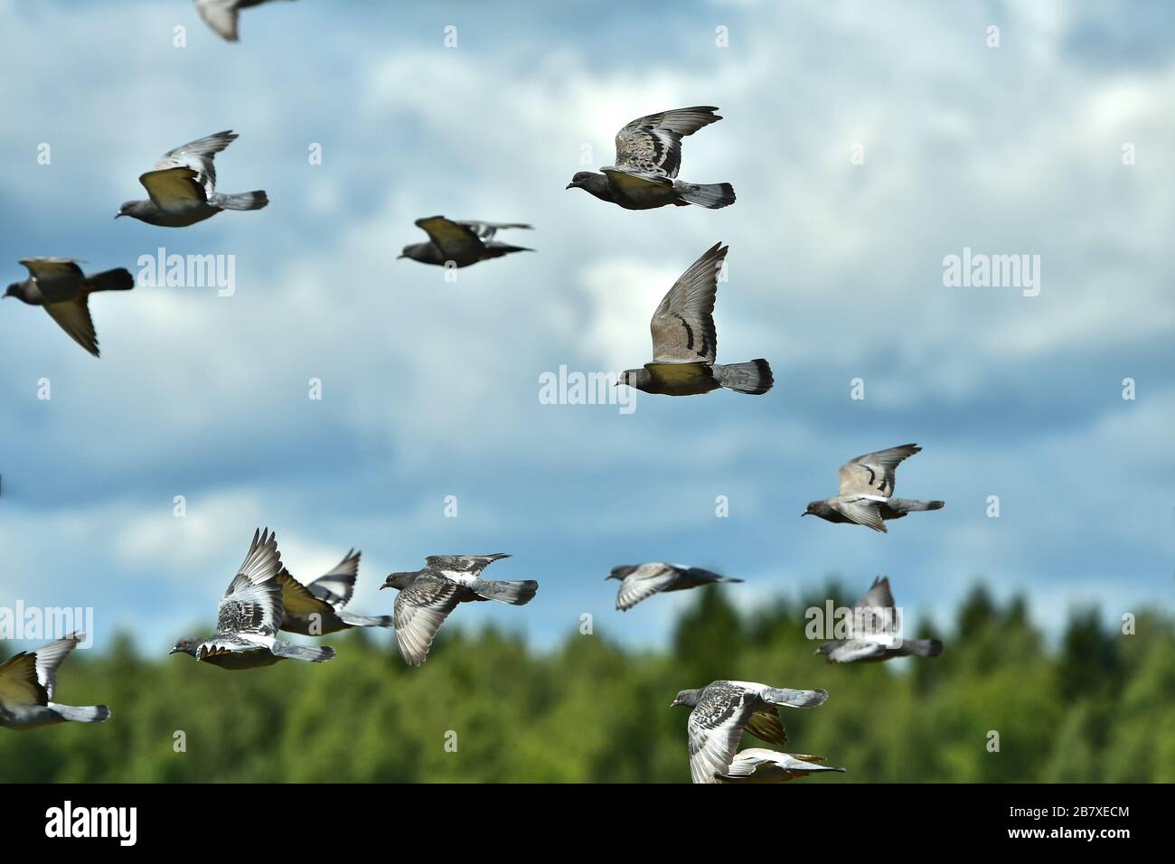 Gregge di piccioni che volano nel cielo nuvoloso. Primo piano. Foto Stock