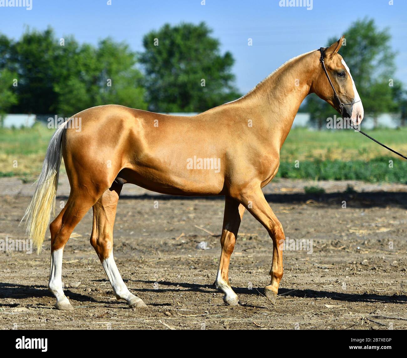 Golden palomino Akhal Teke cavallo in piedi sulla strada in estate. Vista esterna. Foto Stock