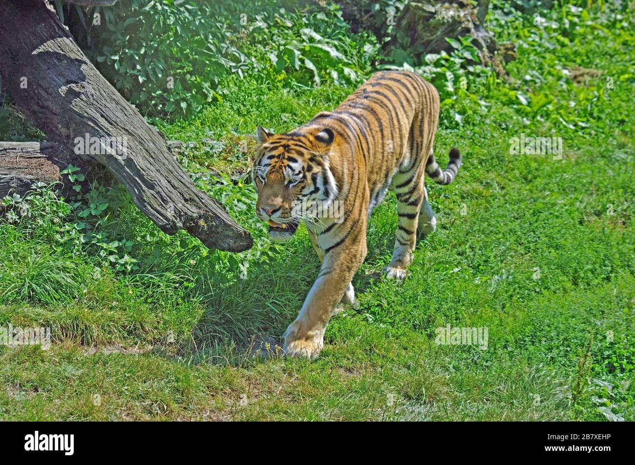 Amur Tiger, Panthea Tigri Altail, East Russias Foto Stock
