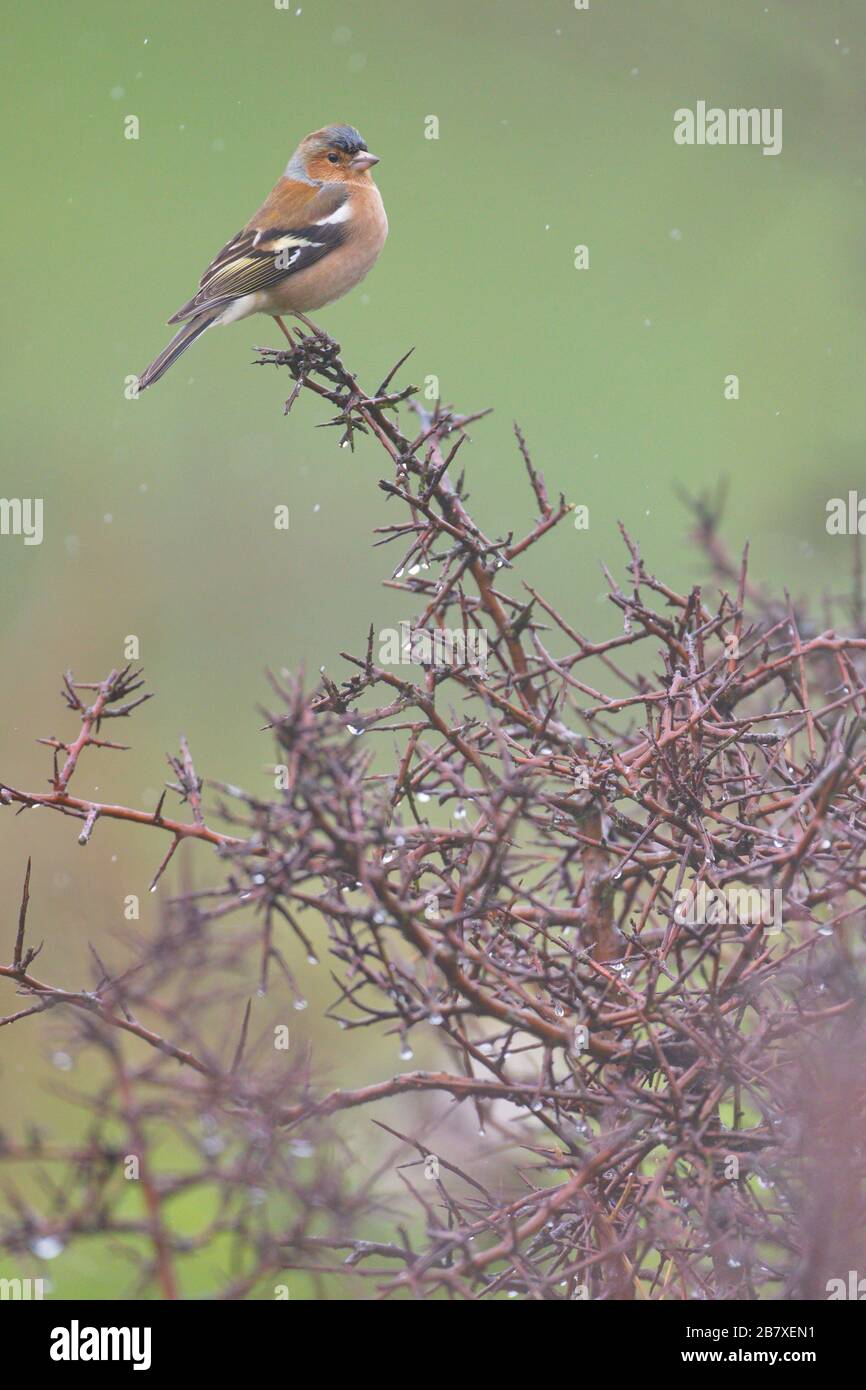 Larrabetzu, Bizkaia/Spagna; 09 marzo 2020. Giornata di pioggia sul campo. Chaffinch comune (Coelebs Fringilla) in un cespuglio di spina nera (Prunus spinosa) in winte Foto Stock