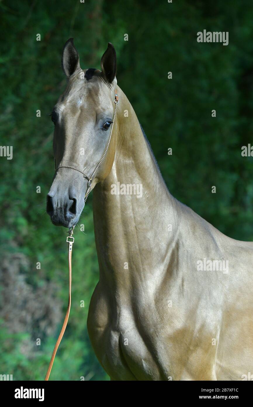 Stallone Akhal Teke in pelle di buccia in una foresta. Potrait animale, anteriore. Foto Stock