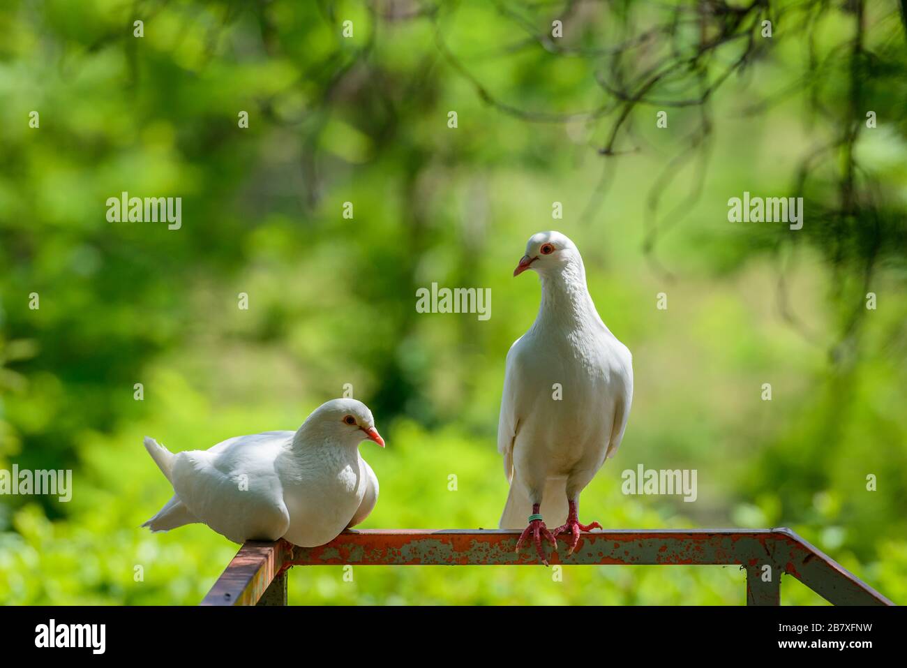 Colle di Val d'Elsa, Toscana / Italia: Un paio di colombe bianche addomesticate, note come colombe a rilascio o colombe di roccia domestiche (Columba livia domestica). Foto Stock