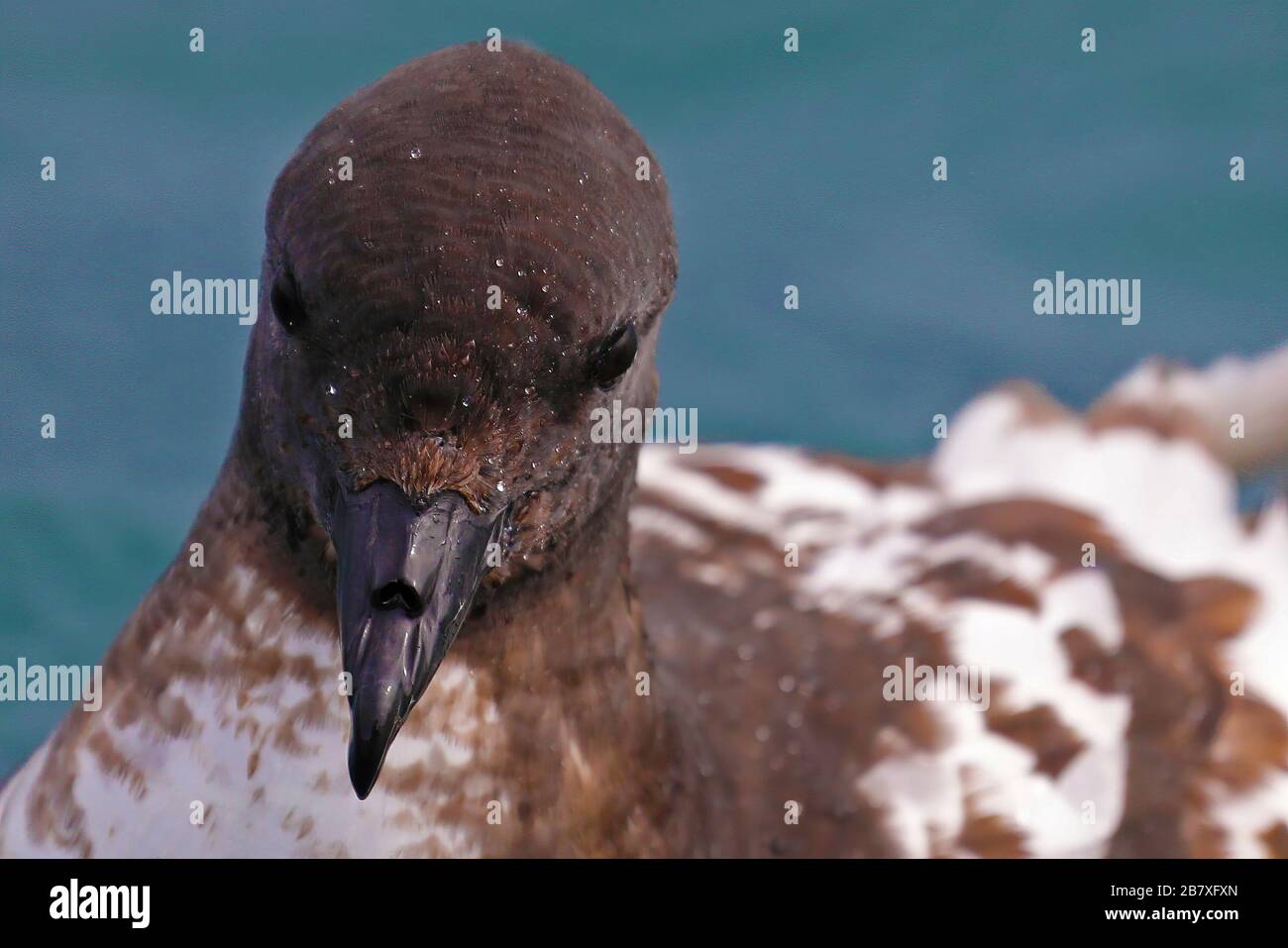 Ritratto di Cape Petrel, uccello marino della Nuova Zelanda Foto Stock