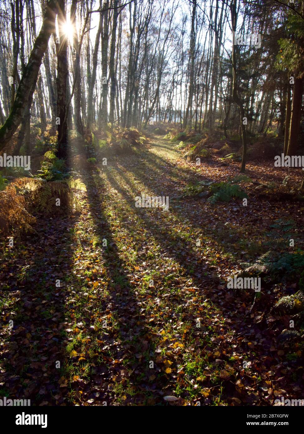 Long Tree Shadows dal sole basso. Foto Stock
