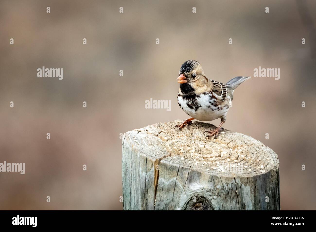 Il passero di Harris (Querula di Zonotrichia) arroccato su un palo Foto Stock