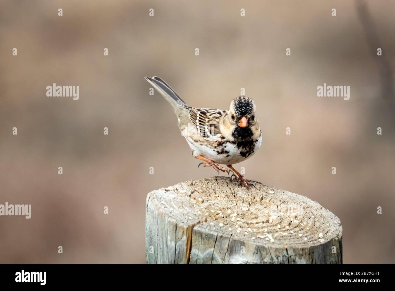 Il passero di Harris (Querula di Zonotrichia) arroccato su un palo Foto Stock