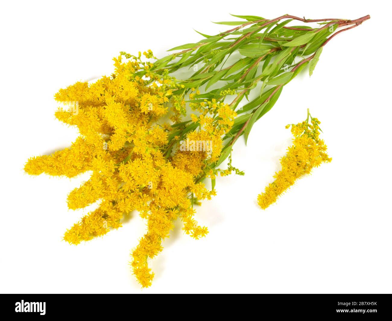 Goldern fresco asta su sfondo bianco Foto Stock