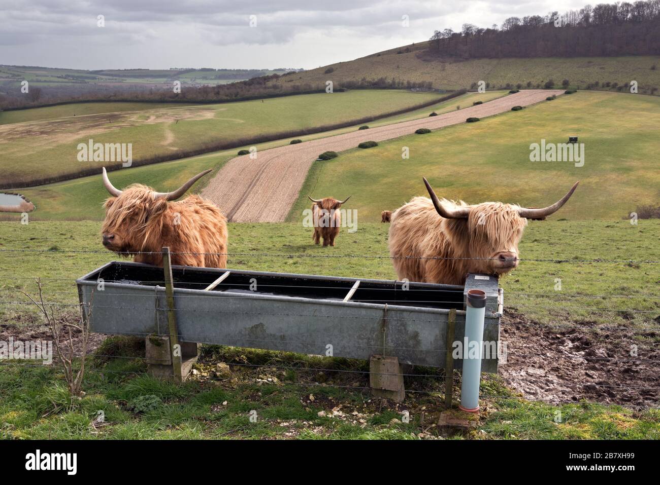 Highland bestiame pascolo sul South Downs a Beacon Hill vicino Warnford, Hampshire, Regno Unito Foto Stock