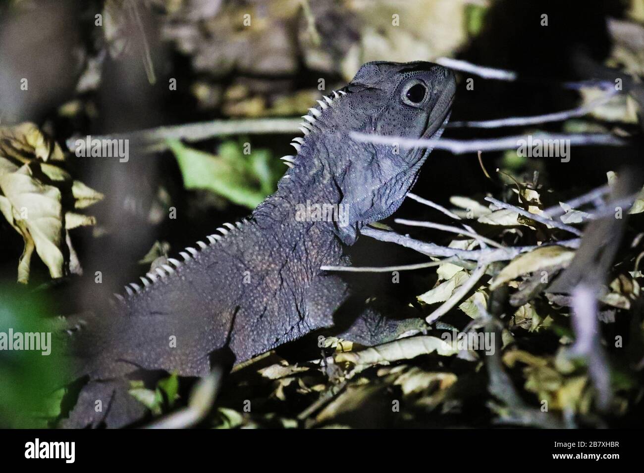 Tuatara, lucertola endemica della Nuova Zelanda Foto Stock