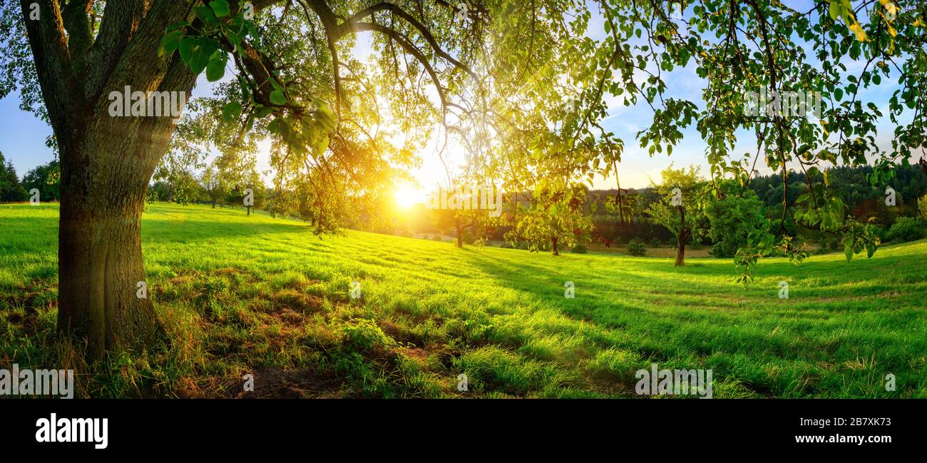 Vista del tramonto da sotto un albero su un prato verde con colline all'orizzonte Foto Stock