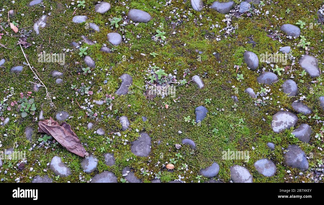 Terreno giardino con muschio verde, rocce di fiume rotonde sparse intorno, e una foglia marrone essiccato caduto. Foto Stock