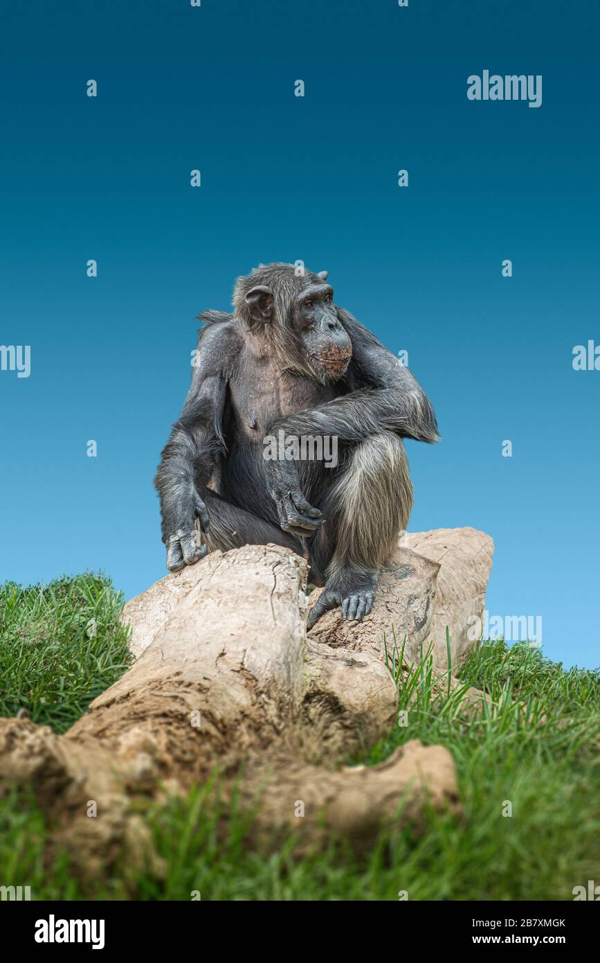 Ritratto di curioso domandato adulto maschio Chimpanzee seduta al tronco grande albero con cielo blu sfondo, closeup, dettagli Foto Stock