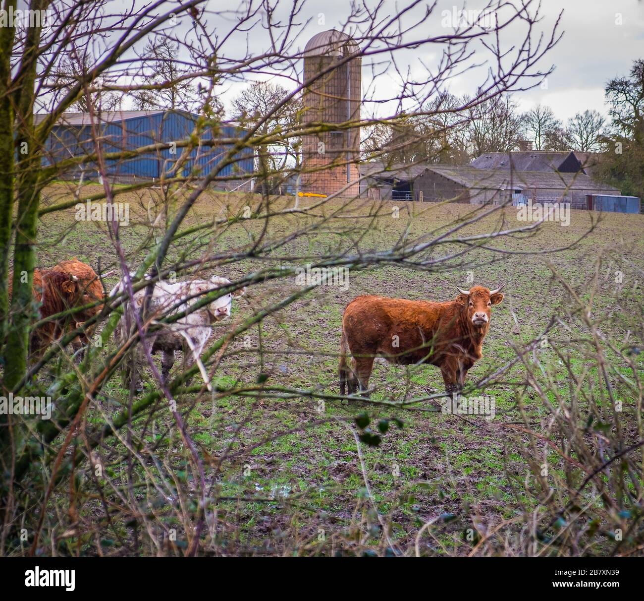 Passais, Francia, 2020 febbraio, vista di giovani tori (manzi), Charolais e Salers corse in un campo in inverno Foto Stock
