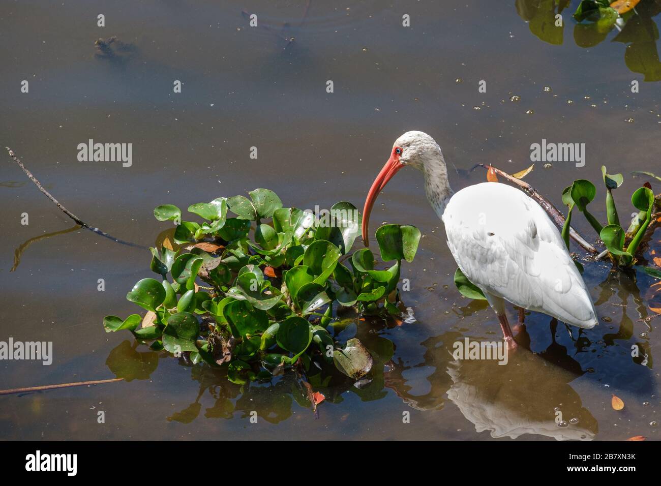 White Ibis e Water Hyacinth in Lagoon a City Park, New Orleans, LOUISIANA, Stati Uniti Foto Stock
