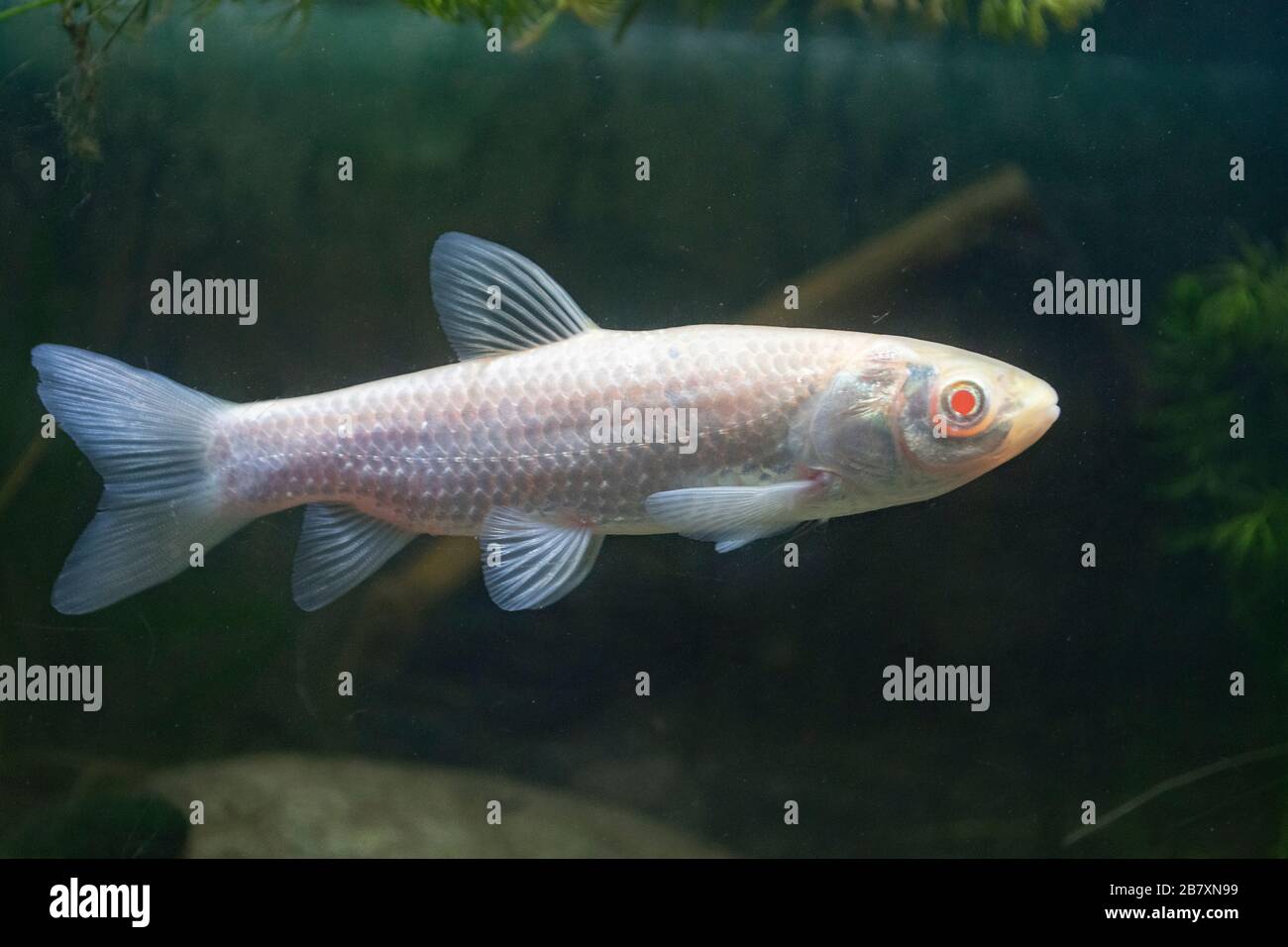 Erba Carp, Ctenopharyngodon idella, albino adulto, Nottinghamshire, marzo Foto Stock