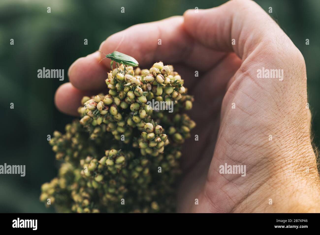 Coltivatore che esamina il raccolto bicolore di Sorghum in campo con bug di stink, primo piano di mano maschile Foto Stock