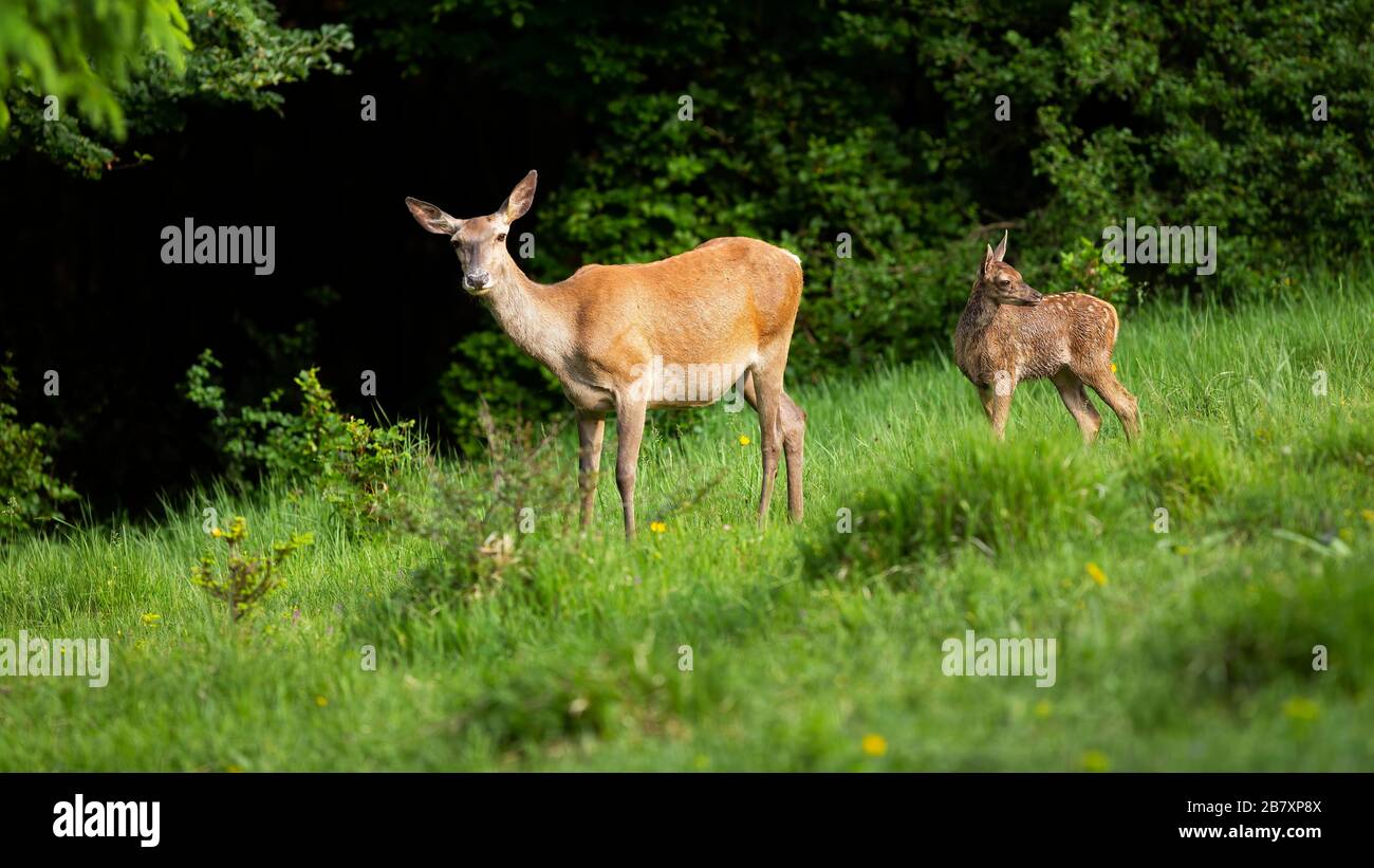 Carina famiglia di cervi rossi con donne e polpaccio in piedi sul prato verde Foto Stock