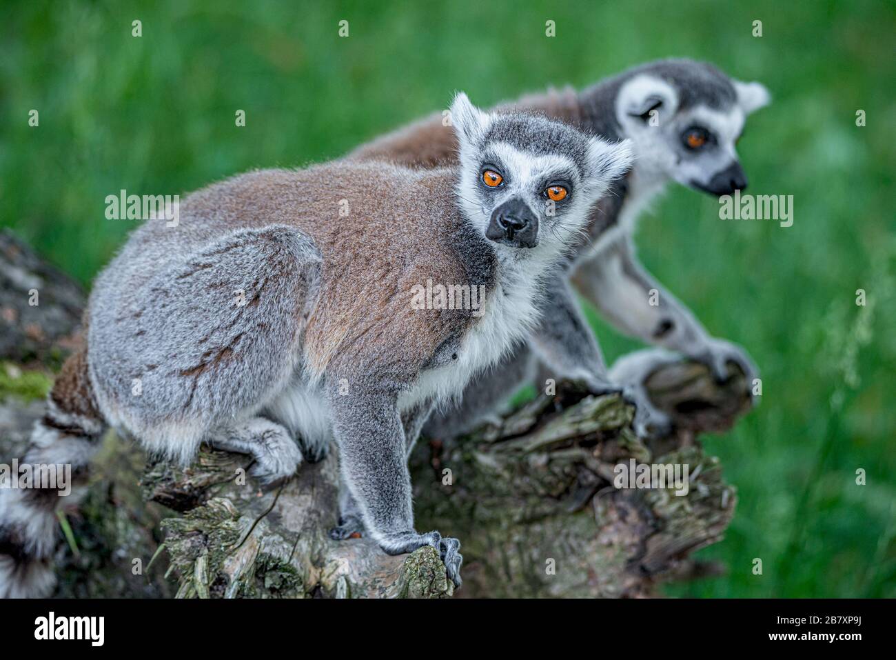 Ritratto di divertenti lemuri malgascio a coda di anello in verde all'aperto godendo l'estate, primo piano, dettagli Foto Stock