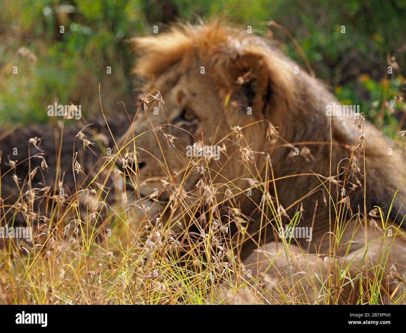 Leone maschio singolo (Panthera leo) guardando da dietro erba coperta secca in OL Pejeta Conservancy, Laikipia, Kenya, Africa Foto Stock