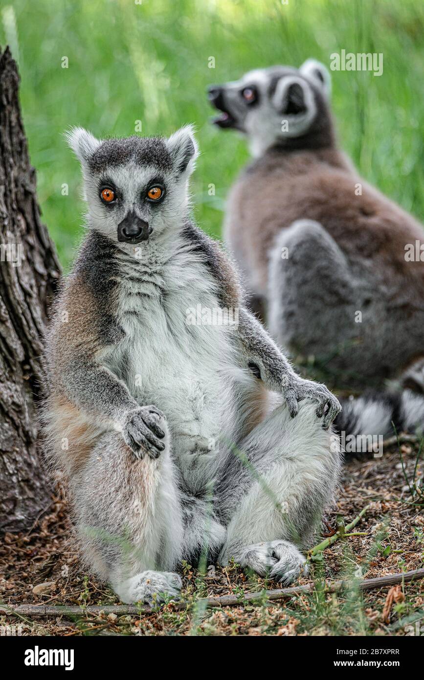 Ritratto di divertenti lemuri malgascio a coda di anello in verde all'aperto godendo l'estate, primo piano, dettagli Foto Stock