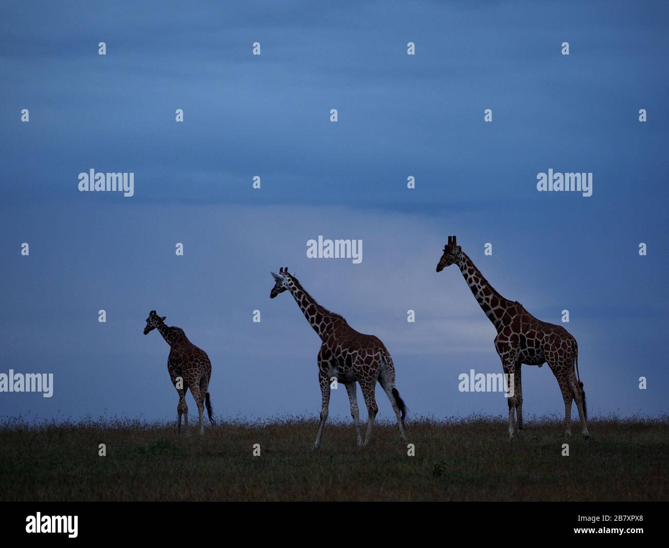 Un viaggio di tre Giraffe reticulate (Giraffa camelopardalis reticulata) in una linea di receding al crepuscolo in OL Pejeta Conservancy, Laikipia, Kenya, Africa Foto Stock