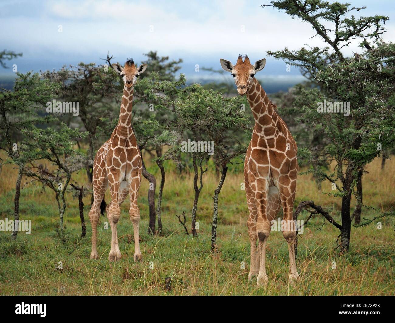 Due simpatiche giraffe reticolate (Giraffa camelopardalis reticulata) con ginocchia grandi in scrub di acacia OL Pejeta Conservancy, Laikipia, Kenya, Africa Foto Stock