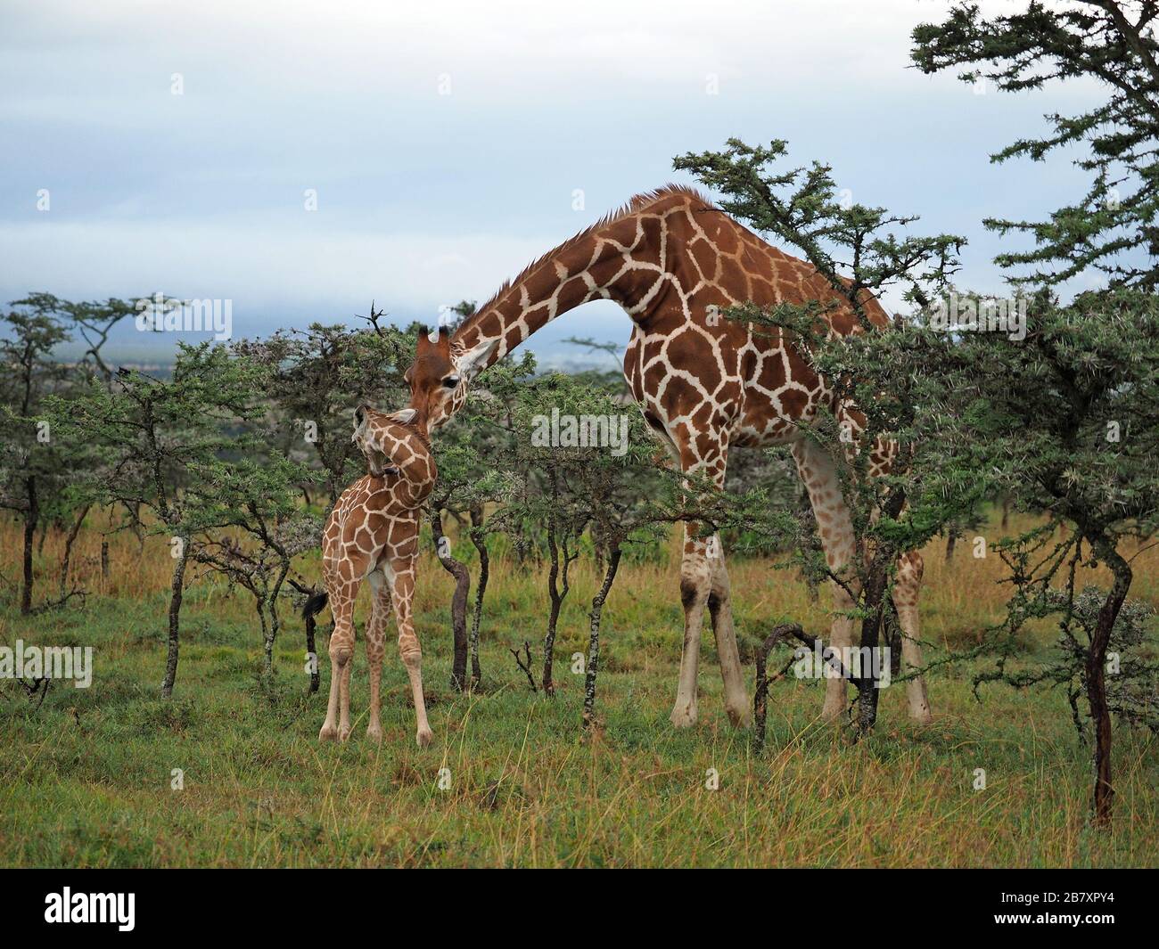 Giraffe (Giraffa camelopardalis reticulata) che torreggia sopra lo scrub di acacia in OL Pejeta Conservancy, Laikipia, Kenya, Africa Foto Stock