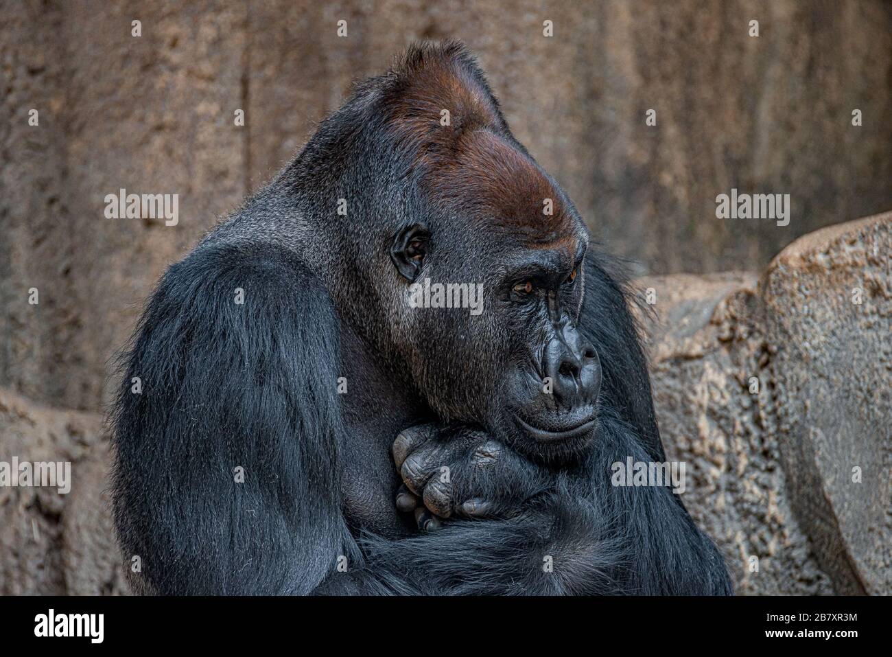 Ritratto di molto potente ma calmo alpha maschio africano gorilla, dettagli, primo piano Foto Stock
